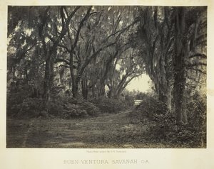 Buen-Ventura Savannah, Ga., 1866 by George N. Barnard