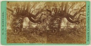Live Oaks, Magnolia Cemetery