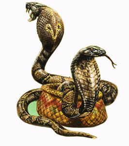King Cobras by George R. Radcliffe