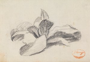 Study of Leaves 2