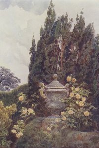 Gloire de Dijon, Penshurst by George Samuel Elgood