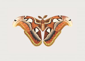 Atlas Moth