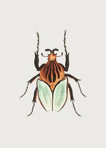 Cacique Beetle by George Shaw