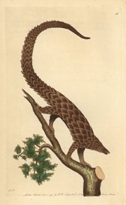 Four-toed manis, Long-tailed Pangolin or Black-bellied Pangolin, from 