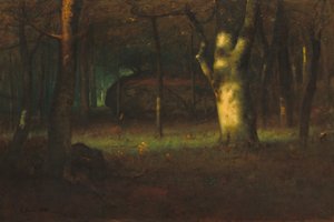 Sunset in the Woods