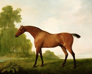 A Bay Thoroughbred in a Landscape
