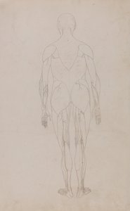 A Comparative Anatomical Exposition of the Structure of the Human Body with That of a Tiger and a Common Fowl: Human Figure, Posterior View by George Stubbs