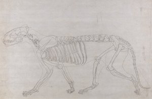Comparative Anatomical Exposition: Tiger Skeleton, Lateral View