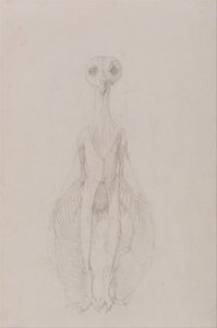 Owl Standing, Anterior View by George Stubbs