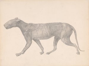 Tiger, Lateral View, with Skin and Tissue Removed (Finished Study for Table IX) by George Stubbs