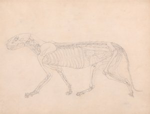 Tiger Body, Lateral View