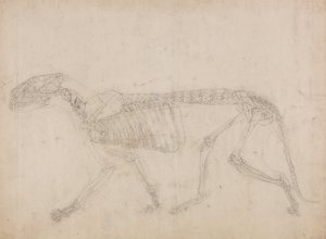 A Comparative Anatomical Exposition of the Structure of the Human Body with that of a Tiger and a Common Fowl: Tiger Skeleton, Lateral View