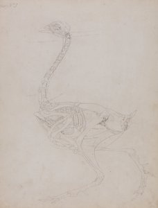 Comparative Anatomical Exposition: Fowl Body, Lateral View by George Stubbs