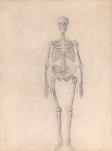 Human Skeleton, Anterior View (Finished Study for Table I)