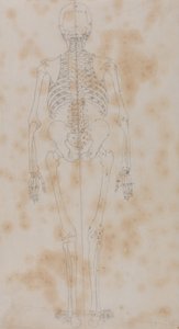 A Comparative Anatomical Exposition of the Structure of the Human Body with that of a Tiger and a Common Fowl: Human Skeleton, Posterior View (Perhaps the first of the studies of the skeleton)