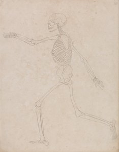 A Comparative Anatomical Exposition of the Structure of the Human Body with that of a Tiger and a Common Fowl: Human Skeleton, Lateral View by George Stubbs