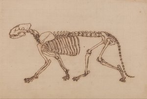 Tiger Skeleton, Lateral View by George Stubbs