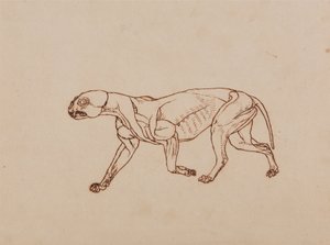 Comparative Anatomical Exposition of the Human Body with a Tiger and a Common Fowl: Leopard Body, Lateral View by George Stubbs