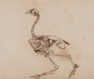 Comparative Anatomical Exposition of the Human Body with a Tiger and a Common Fowl: Dorking Hen Skeleton, Lateral View by George Stubbs