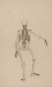 Human Skeleton, Posterior View