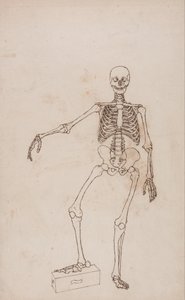 A Comparative Anatomical Exposition of the Structure of the Human Body with that of a Tiger and a Common Fowl: Human Skeleton, Anterior View