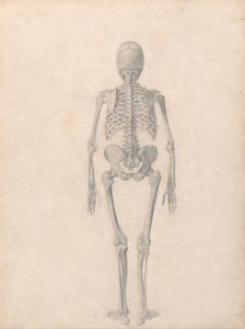 A Comparative Anatomical Exposition of the Structure of the Human Body with that of a Tiger and a Common Fowl: Human Skeleton, Posterior View (Finished Study for Table II) by George Stubbs
