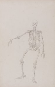 Human Skeleton, Anterior View (Right Arm Outstretched; finished study for unpublished table) by George Stubbs
