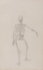 Human Skeleton, Posterior View (Right Arm Outstretched; finished study for an unpublished table)