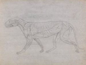 Tiger Body, Lateral View