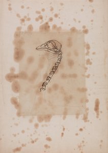 Fowl Head and Neck, Lateral View