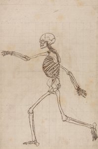 Human Skeleton, Lateral View