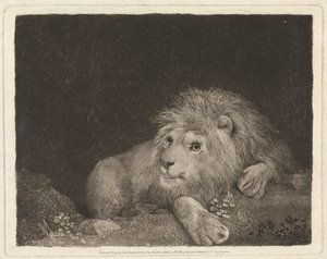 A Lion [A recumbent Lion] by George Stubbs