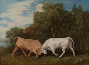 Bulls Fighting