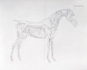 Fourth Anatomical Table (from 