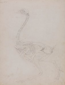 Fowl Body, Lateral View by George Stubbs