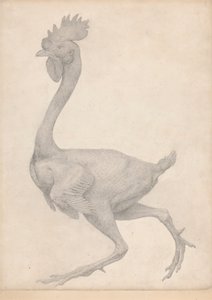 Fowl, Lateral View with Most Feathers Removed (Finished Study for Table X) by George Stubbs