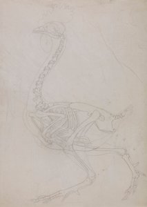 Fowl Skeleton, Lateral View by George Stubbs