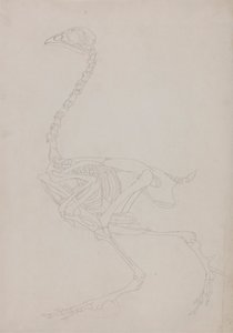 Fowl Skeleton, Lateral View by George Stubbs