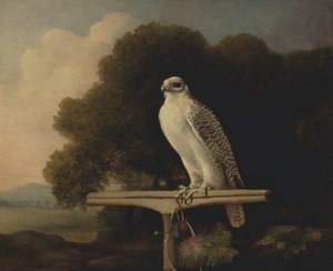 Greenland Falcon, Gyr Falcon by George Stubbs