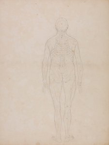 Human Figure, Posterior View by George Stubbs