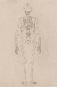 Human Skeleton, Posterior View (Relates to Table II) by George Stubbs