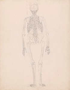 Human Skeleton, Posterior View by George Stubbs