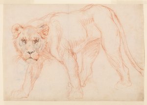 Lioness Prowling, Recto, 18th or 19th Century