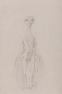 Owl Standing, Anterior View by George Stubbs