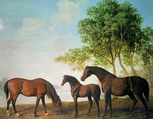 Shafto Mares and a Foal