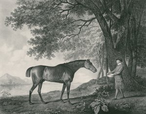 Sharke, engraved by George Townley Stubbs, pub. 1794 by George Stubbs