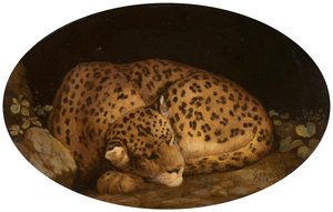 Sleeping Leopard