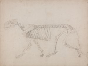 Study of a Tiger, Lateral View, from A Comparative Anatomical Exposition of the Structure of the Human Body with that of a Tiger and a Common Fowl by George Stubbs
