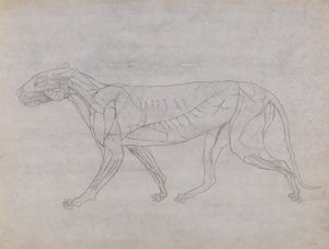 Study of a Tiger, Lateral View, from A Comparative Anatomical Exposition of the Structure of the Human Body with that of a Tiger and a Common Fowl