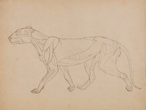 Study of a Tiger, Lateral View, from A Comparative Anatomical Exposition of the Structure of the Human Body with that of a Tiger and a Common Fowl